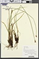 Carex obovoidea image