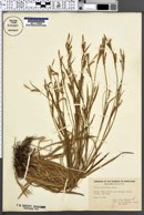 Carex ormostachya image