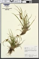Carex oederi subsp. viridula image