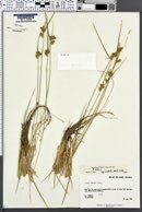 Carex oederi subsp. viridula image