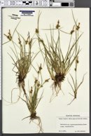 Carex oederi subsp. pulchella image