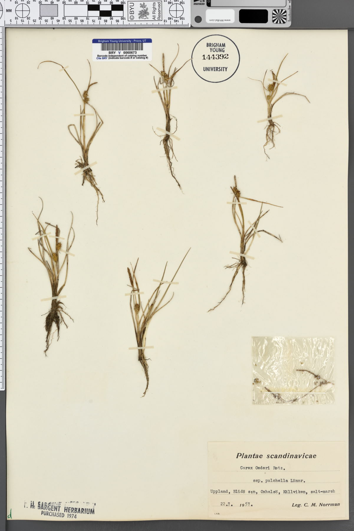 Carex oederi subsp. pulchella image