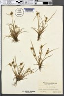 Carex oederi var. oederi image