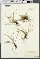 Carex ornithopoda image