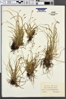 Carex ornithopoda image