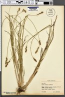 Carex pairae image