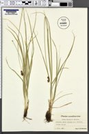 Carex pairae image