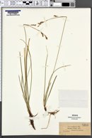 Carex pediformis image