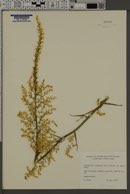 Stenanthium gramineum var. robustum image