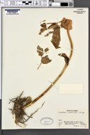 Streptopus amplexifolius image