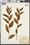Streptopus roseus subsp. curvipes image