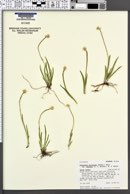 Triantha occidentalis subsp. montana image