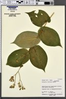 Tricyrtis latifolia image