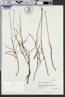 Image of Carex maritima