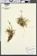 Image of Carex misandra