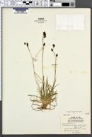 Carex misandra image