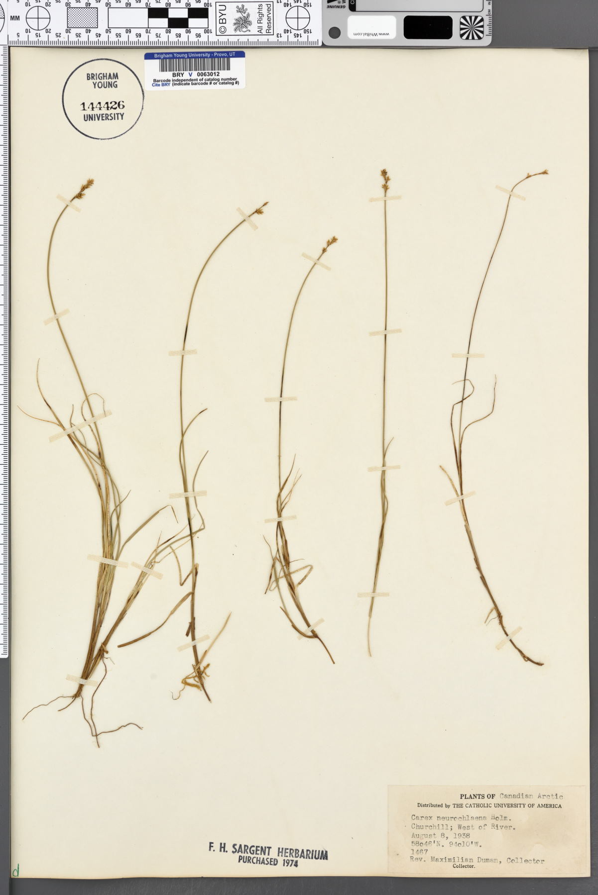 Carex neurochlaena image