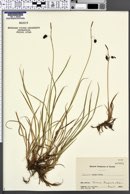 Carex stygia image
