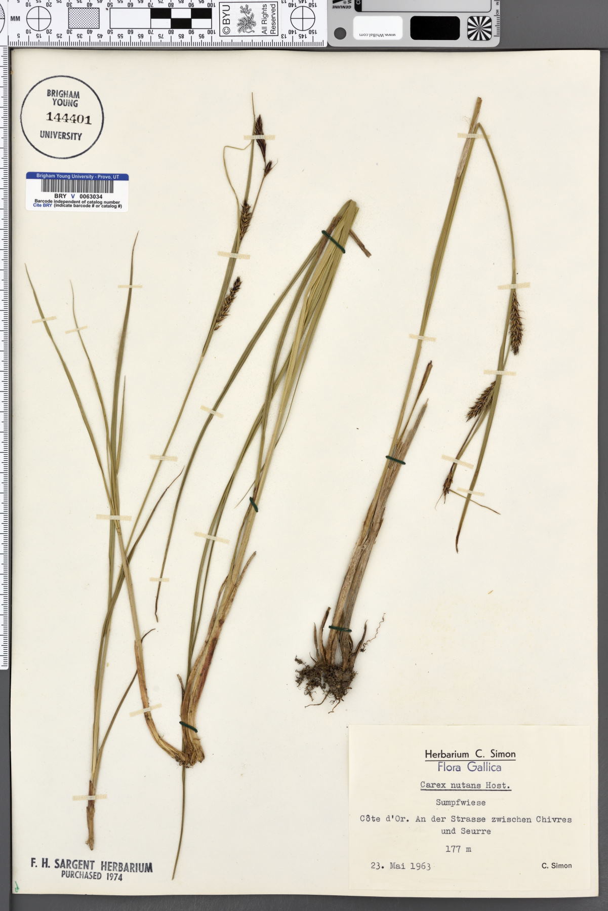 Carex nutans image