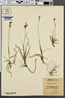 Carex mucronata image