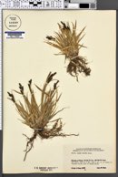 Image of Carex cespitosa