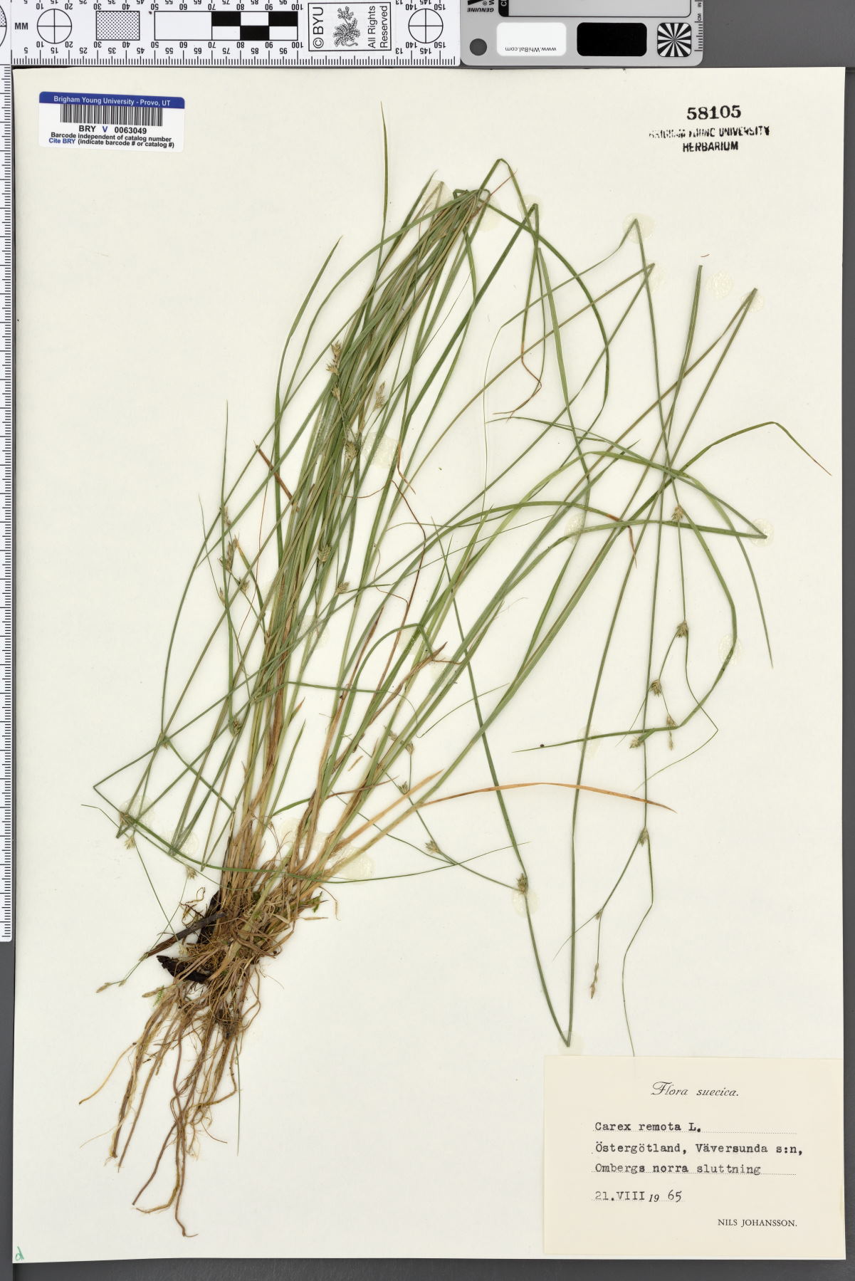 Carex remota image
