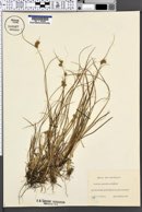 Image of Carex serotina