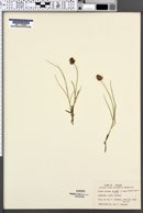 Carex incurva image