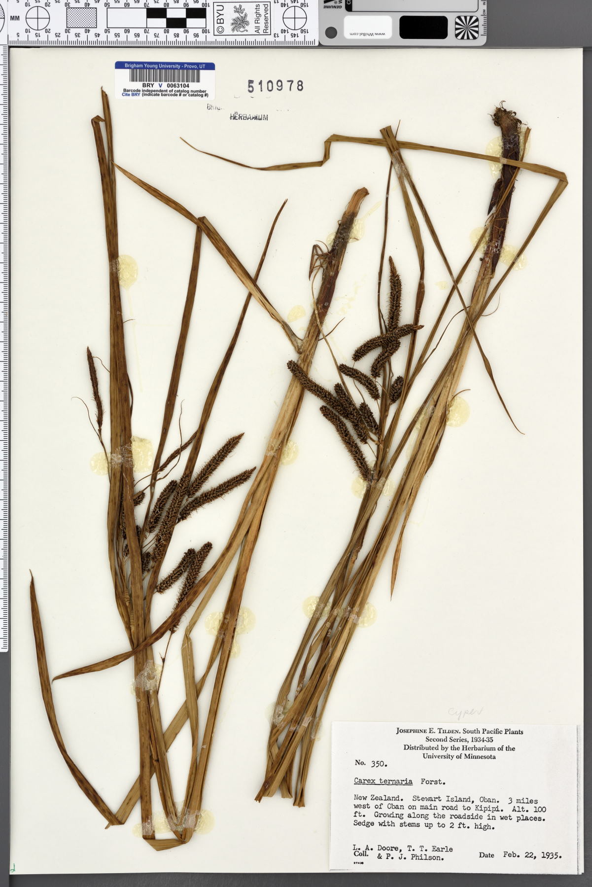 Carex ternaria image