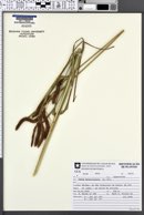 Image of Carex brasiliensis