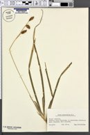 Image of Carex brevicollis