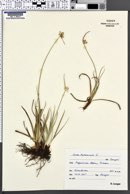 Carex baldensis image