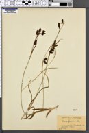 Carex frigida image