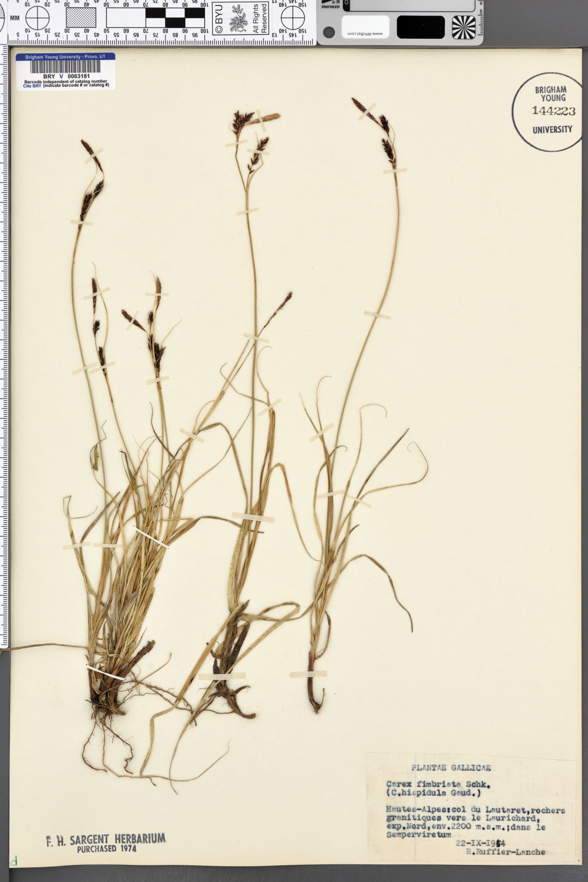 Carex fimbriata image