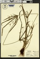 Image of Cyperus diffusus