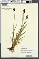 Carex paysonis image