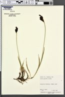 Carex paysonis image