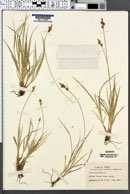 Carex pilulifera image