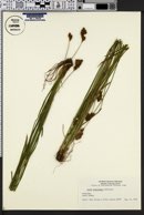 Carex platylepis image