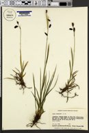 Carex podocarpa image