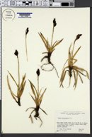 Carex microchaeta image