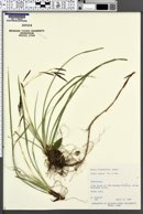 Carex reinii image