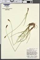 Carex scirpoidea var. scirpiformis image