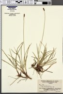Carex scirpoidea var. stenochlaena image