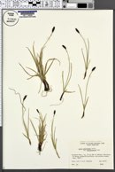 Carex scirpoidea var. stenochlaena image