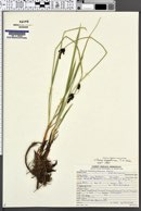 Carex scopulorum image