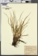 Carex secalina image