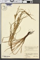 Image of Carex secalina