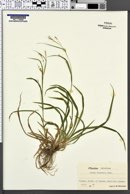 Carex silvatica image
