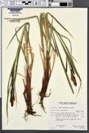 Carex sitchensis image